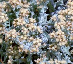 Helichrysum spiralepis