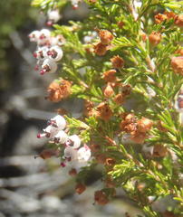Erica inconstans
