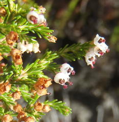 Erica inconstans