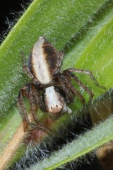 Oxyopes variabilis