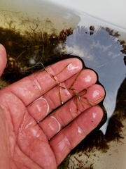 Potamogeton berchtoldii