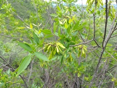 Fraxinus purpusii