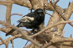 Melaniparus niger ravidus