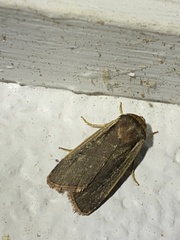 Ochropleura implecta
