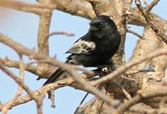 Melaniparus niger ravidus