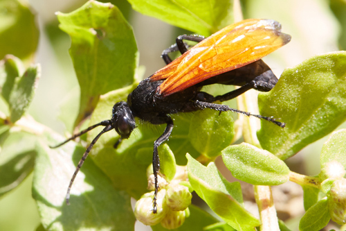 Flamed Tarantula-hawk Wasp photo 5