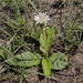 Gerbera piloselloides - Photo (c) Chris Wahlberg,  זכויות יוצרים חלקיות (CC BY-NC), uploaded by Chris Wahlberg