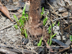 Leucopogon pimeleoides