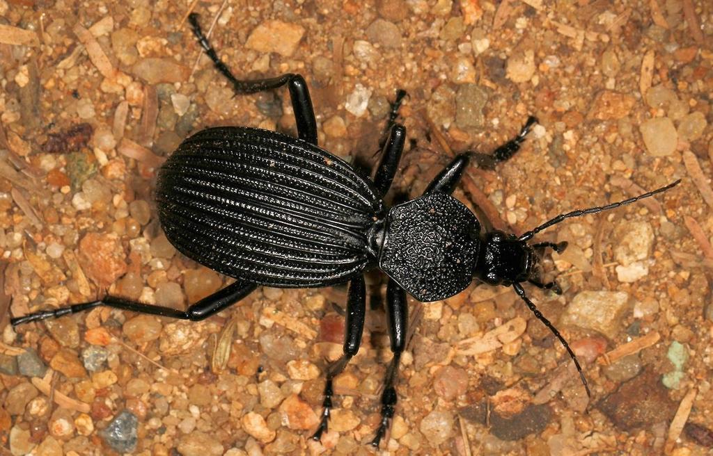 Peaceful giant ground beetles