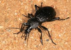 Tefflus meyerlei delegorguei