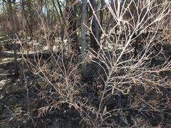 Leucopogon pimeleoides