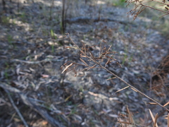 Leucopogon pimeleoides