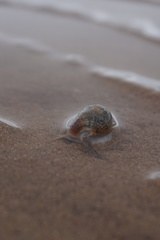 Nassarius graphiterus