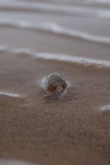 Nassarius graphiterus