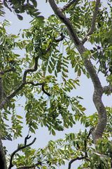 Zanthoxylum tsihanimposa