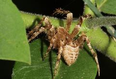 Pararaneus perforatus