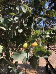 Quercus × eplingii