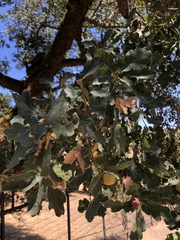 Quercus × eplingii