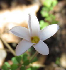 Oxalis ebracteata