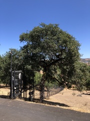 Quercus × eplingii