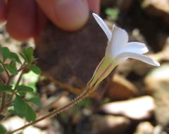 Oxalis ebracteata