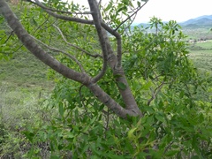Fraxinus purpusii
