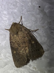 Pseudorthodes