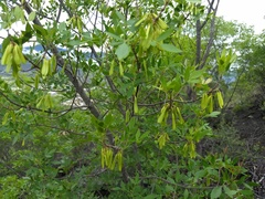 Fraxinus purpusii
