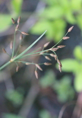 Fimbristylis complanata