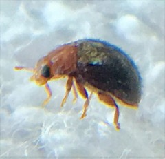 Rhyzobius lophanthae