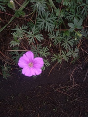 Geranium potentillifolium
