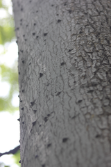 Zanthoxylum tsihanimposa