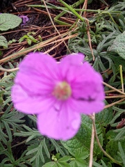Geranium potentillifolium