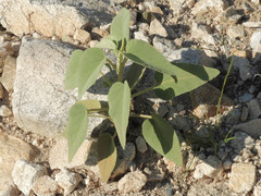 Horsfordia newberryi