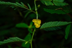 Chamaecrista