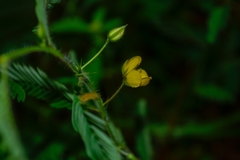 Chamaecrista