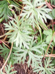 Geranium potentillifolium