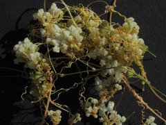 Cuscuta tuberculata