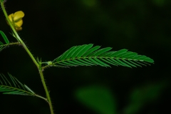 Chamaecrista