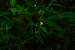 Chamaecrista