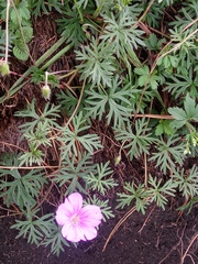 Geranium potentillifolium