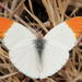 African Orange Tip - Photo (c) maritzasouthafrica, some rights reserved (CC BY-NC), uploaded by maritzasouthafrica