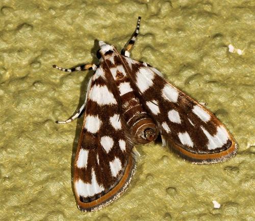 Obtusipalpis pardalis Hampson, 1895