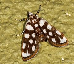 Obtusipalpis pardalis