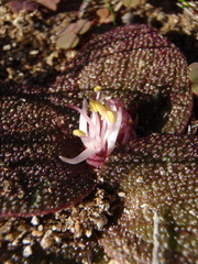 Massonia longipes