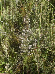 Erica fuscescens