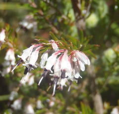 Erica fuscescens