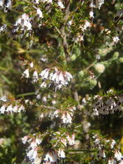 Erica fuscescens