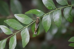 Papilio polytes