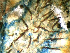 Scutellinia vitreola